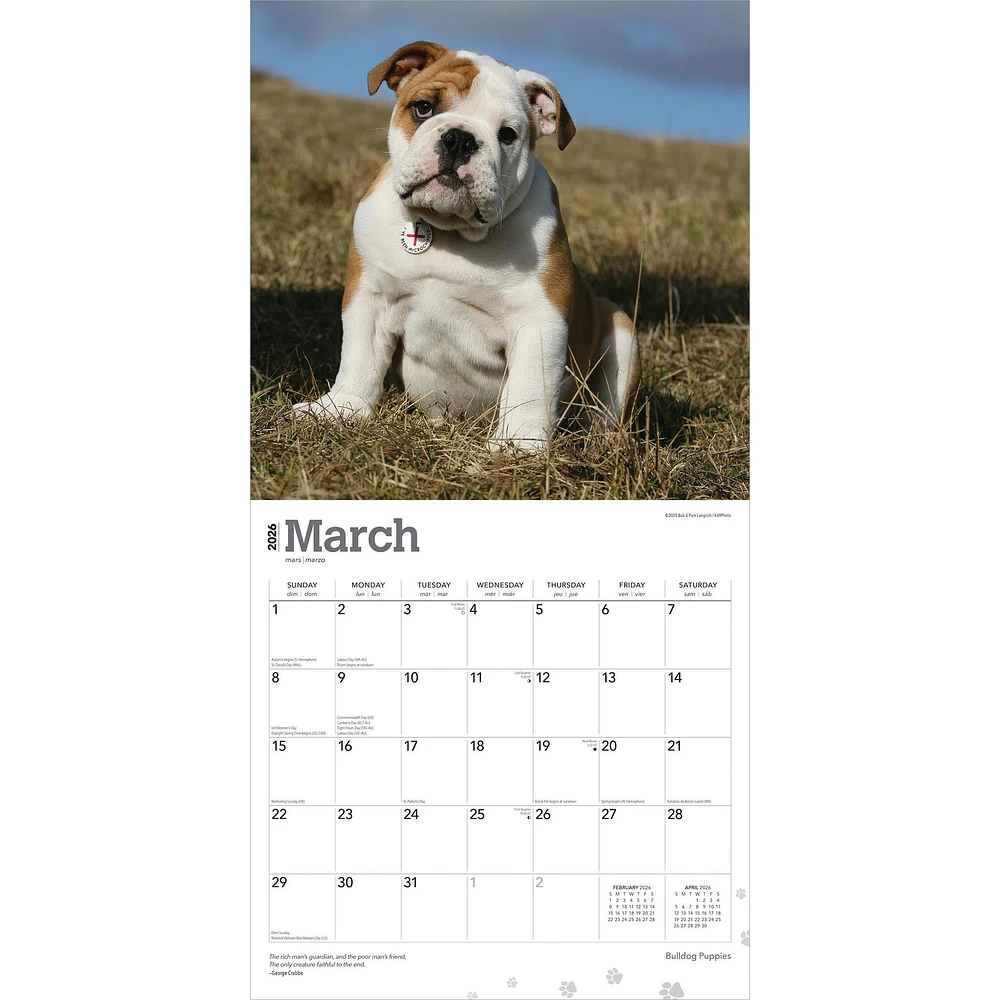 Bulldog Puppies 2026 Wall Calendar - Online Exclusive
