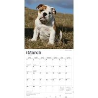 Bulldog Puppies 2026 Wall Calendar - Online Exclusive