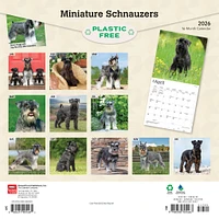 Miniature Schnauzers 2026 Wall Calendar