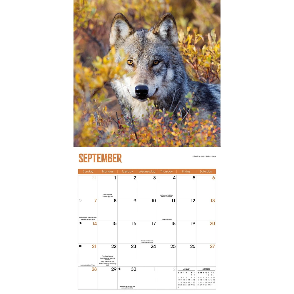 Wolves Wall 2025 Calendar