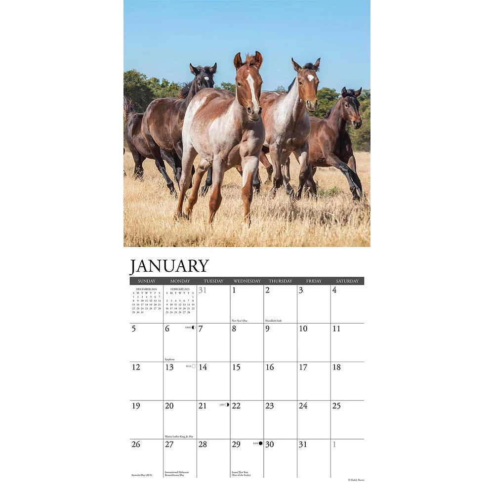 American Quarter Horses Wall 2025 Calendar