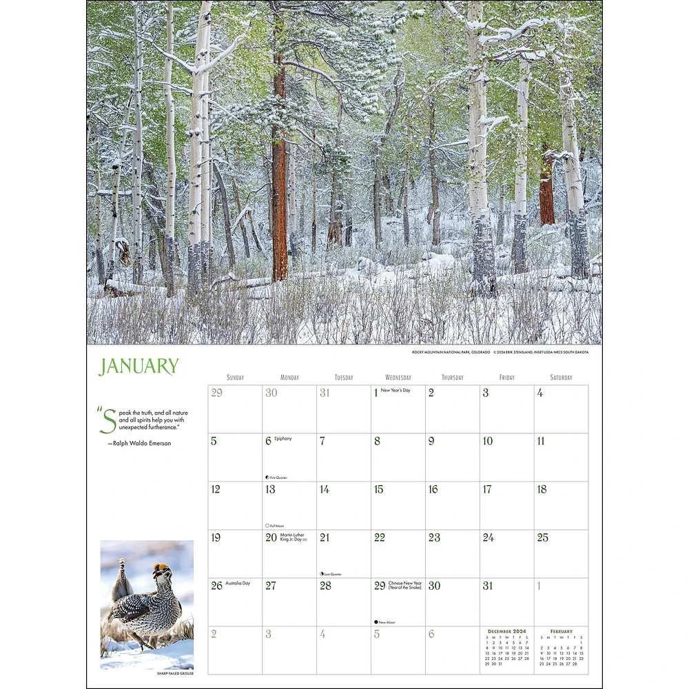 Into The Woods Oversized Wall 2025 Calendar