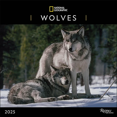 Wolves National Geographic Wall 2025 Calendar