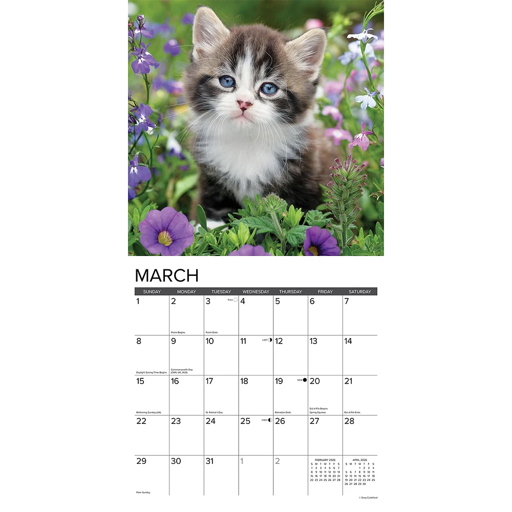 Just Kittens 2026 Wall Calendar