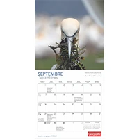 Canadian Geographic Oiseaux Mini 2025 Calendar (French)