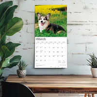 Welsh Corgis Pembroke 2026 Wall Calendar - Online Exclusive