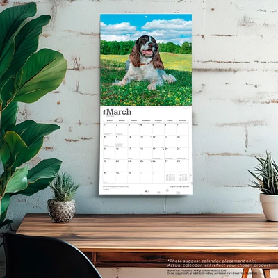 Springer Spaniels English 2026 Wall Calendar