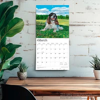 Springer Spaniels English 2026 Wall Calendar