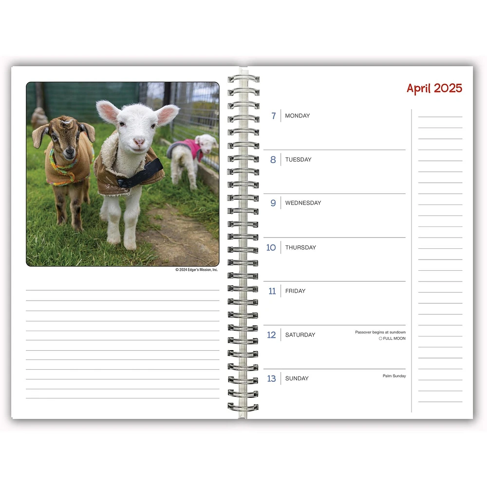 Lambies In Jammies And Goats In Coats Engagement 2025 Calendar - Online Exclusive