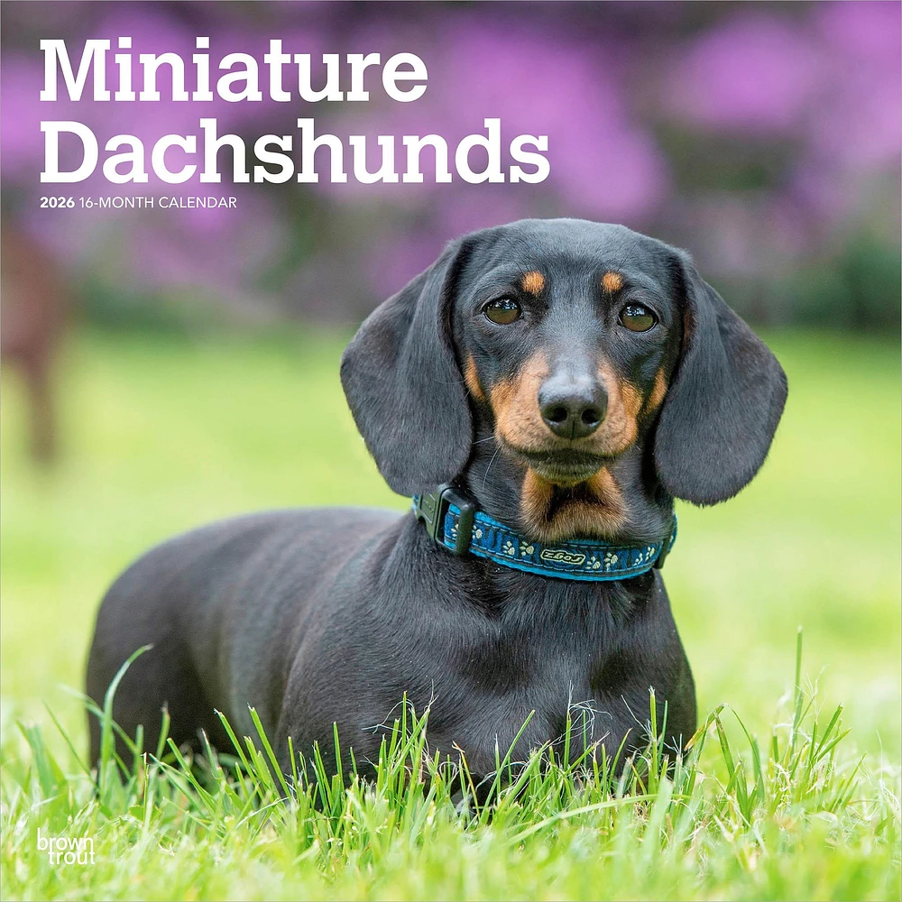 Miniature Dachshunds 2026 Wall Calendar