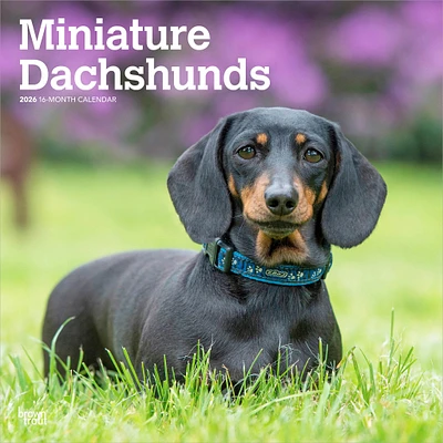 Miniature Dachshunds 2026 Wall Calendar
