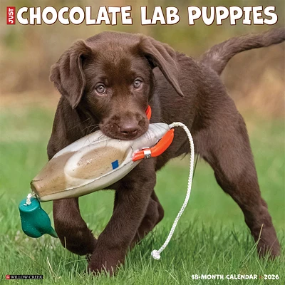 Just Chocolate Lab Puppies 2026 Wall Calendar - Online Exclusive