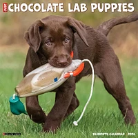 Just Chocolate Lab Puppies 2026 Wall Calendar - Online Exclusive
