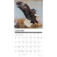 Eagles 2026 Wall Calendar - Online Exclusive
