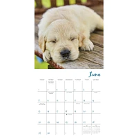 Pooped Puppies Mini 2025 Calendar