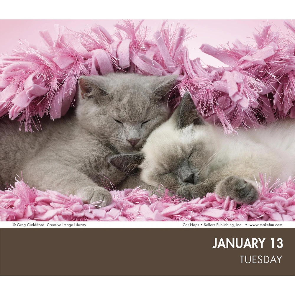 Cat Naps 2026 Box Calendar