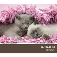 Cat Naps 2026 Box Calendar