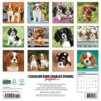Just Cavalier King Charles Spaniel Puppies 2026 Wall Calendar - Online Exclusive