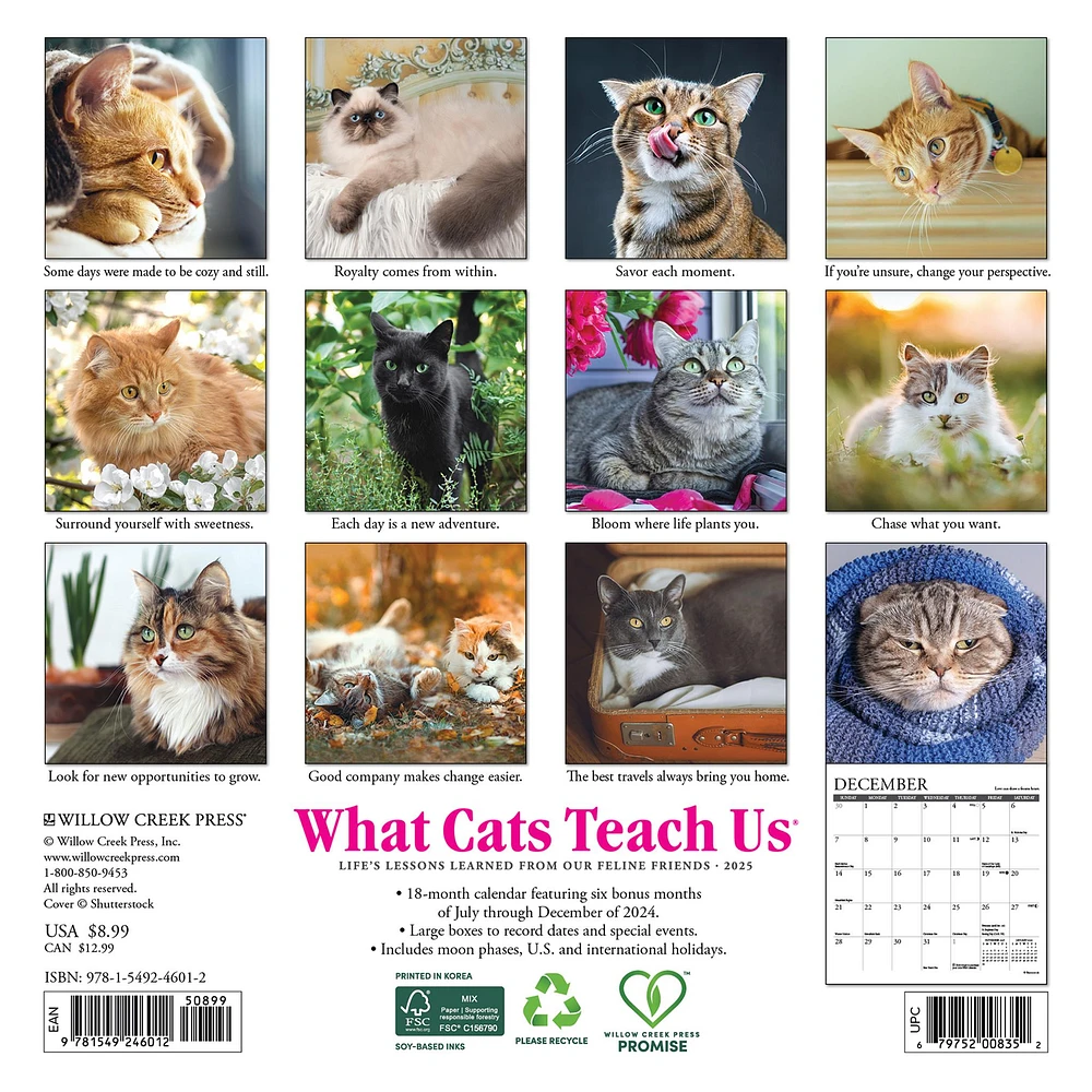 What Cats Teach Us Mini 2025 Calendar