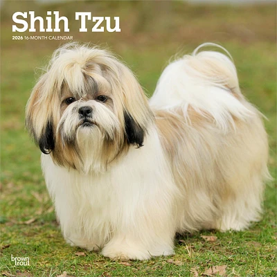 Shih Tzu 2026 Wall Calendar