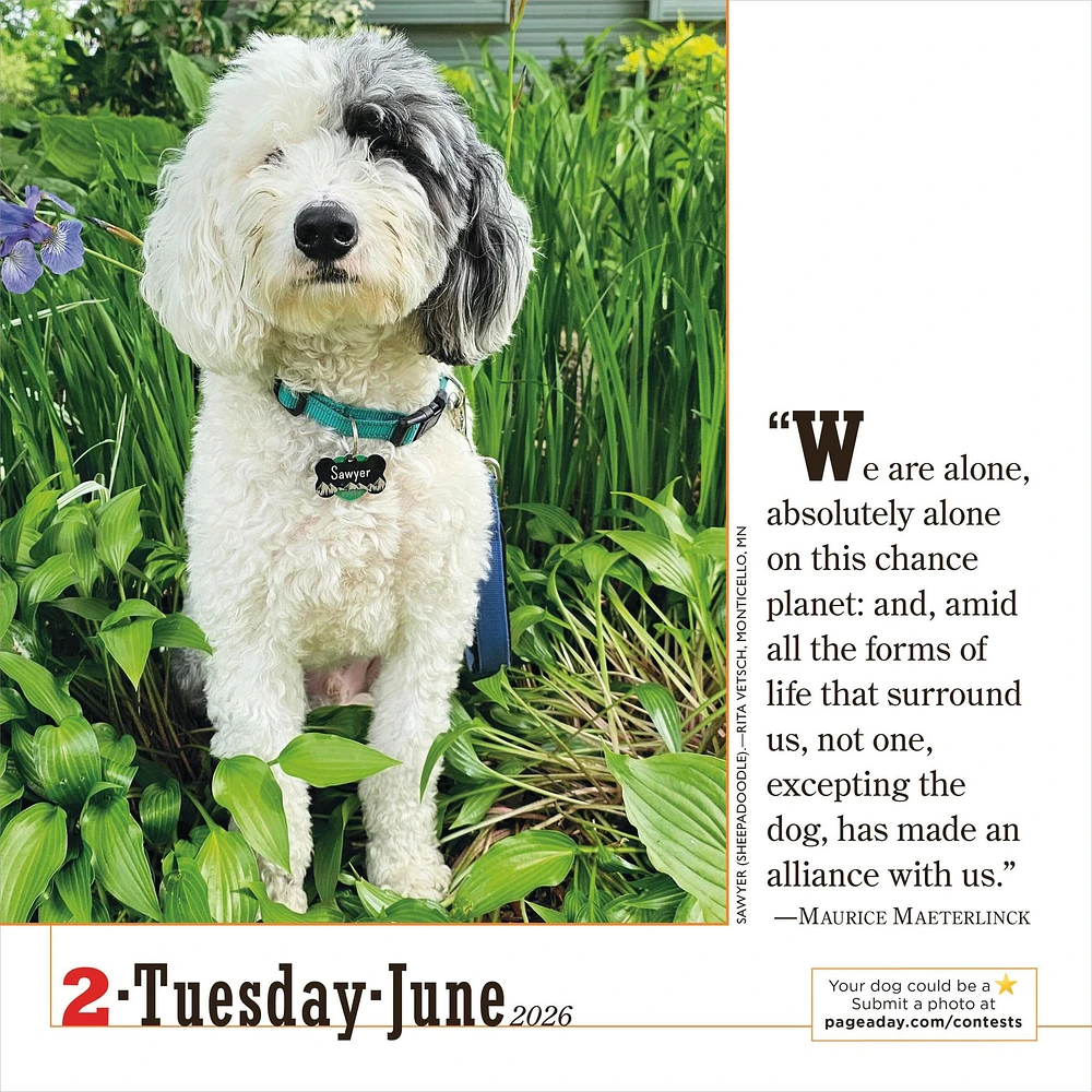 Dogs 365 2026 Box Calendar