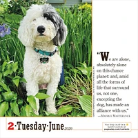 Dogs 365 2026 Box Calendar