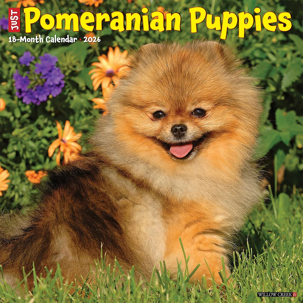 Just Pomeranian Puppies 2026 Wall Calendar