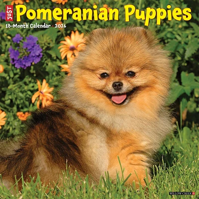 Just Pomeranian Puppies 2026 Wall Calendar
