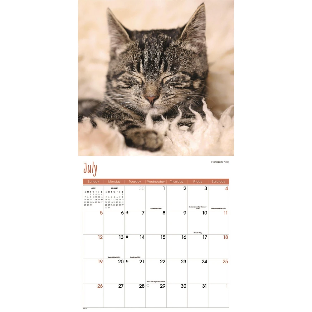 Cats Wall  2026 Calendar