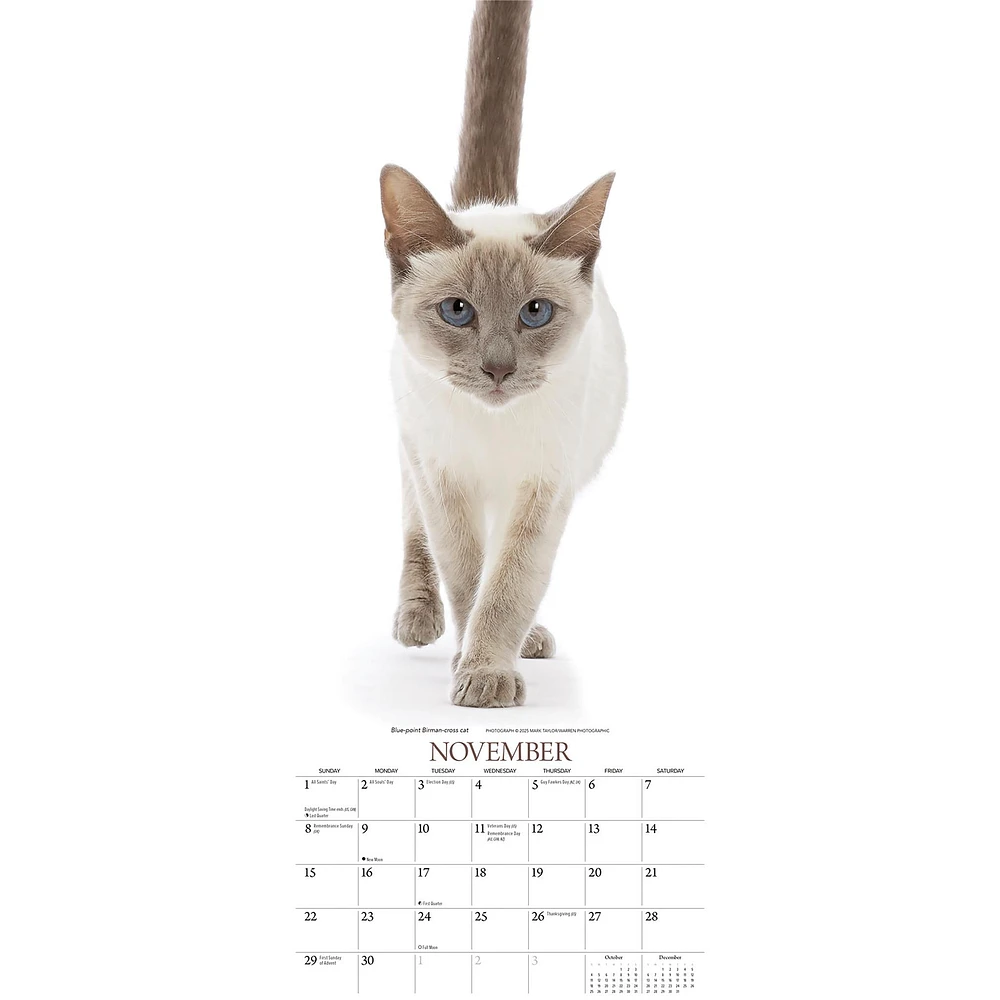 Cats 2026 Poster Calendar