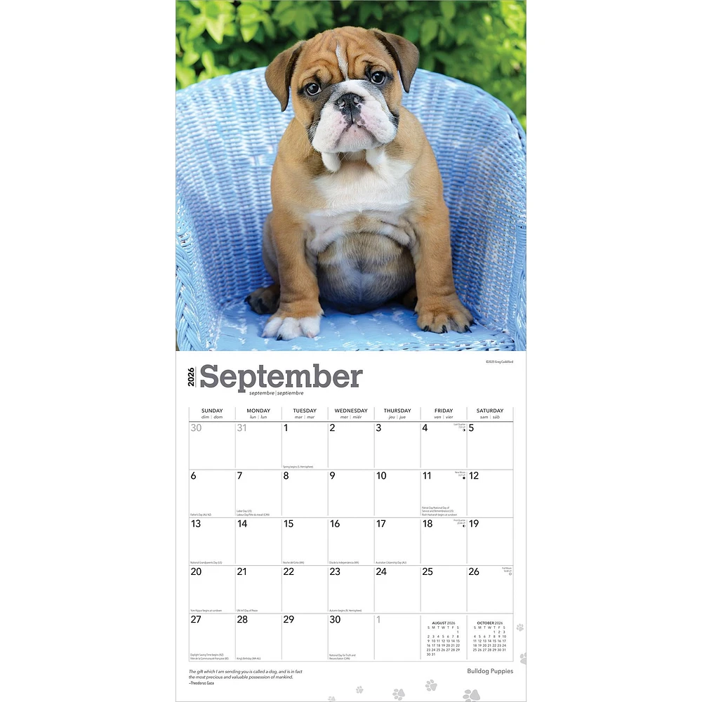 Bulldog Puppies 2026 Wall Calendar - Online Exclusive