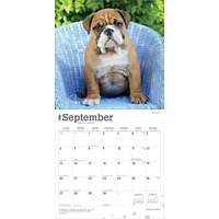 Bulldog Puppies 2026 Wall Calendar - Online Exclusive