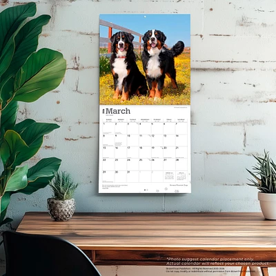 Bernese Mountain Dogs 2026 Wall Calendar