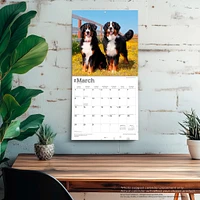 Bernese Mountain Dogs 2026 Wall Calendar