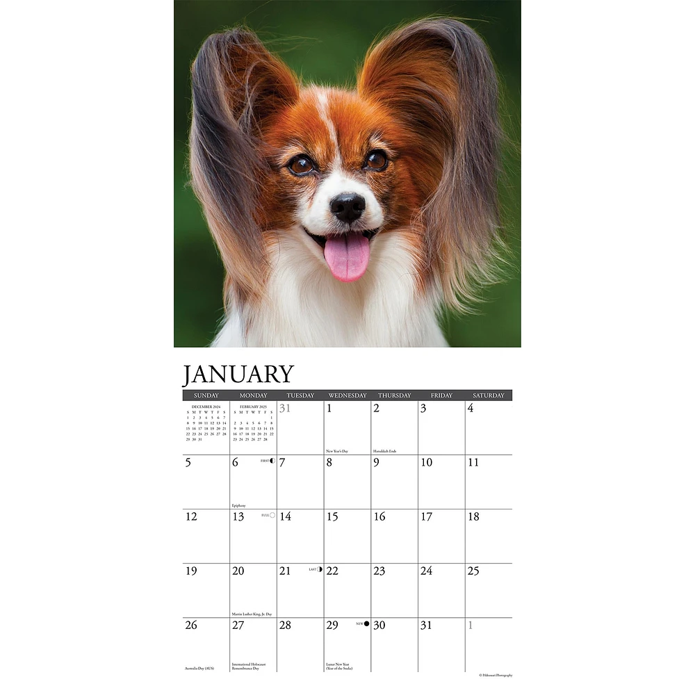 Just Papillons Wall 2025 Calendar