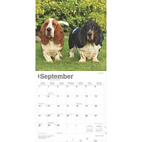 Basset Hounds Wall 2025 Calendar