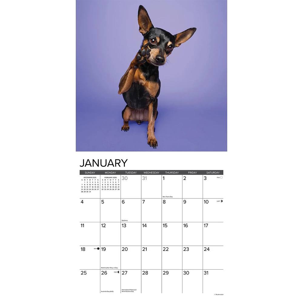 Just Miniature Pinschers 2026 Wall Calendar - Online Exclusive
