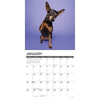Just Miniature Pinschers 2026 Wall Calendar - Online Exclusive