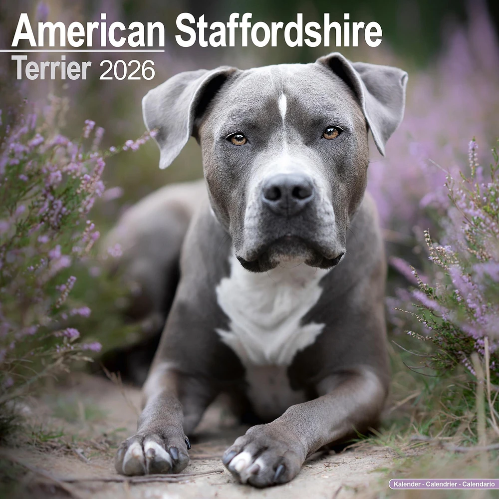 American Staffordshire Terrier 2026 Wall Calendar - Online Exclusive