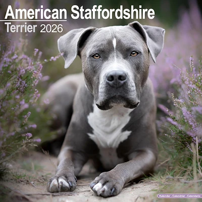 American Staffordshire Terrier 2026 Wall Calendar - Online Exclusive