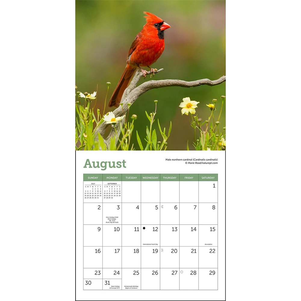 Songbirds 2026 Mini Calendar