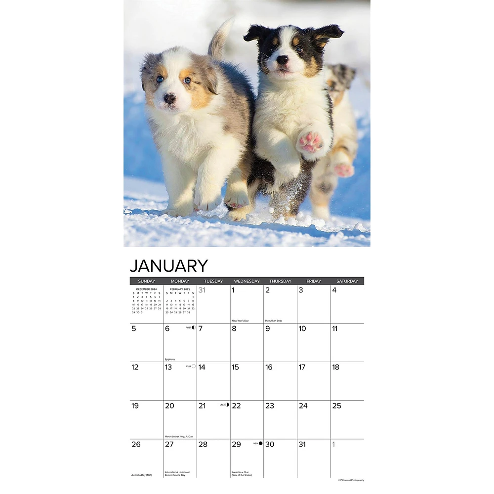 Just Australian Shepherd Puppies Wall 2025 Calendar