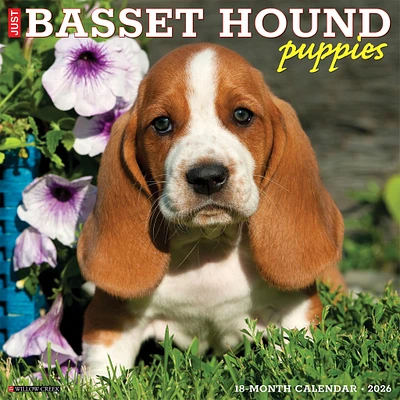 Just Basset Hound Puppies 2026 Wall Calendar - Online Exclusive
