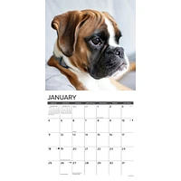 Just Boxer Puppies 2026 Wall Calendar
