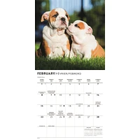 Bulldog Puppies 2026 Mini Calendar