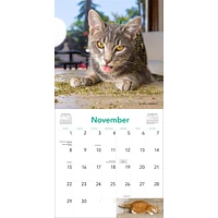 Cats On Catnip 2026 Wall Calendar