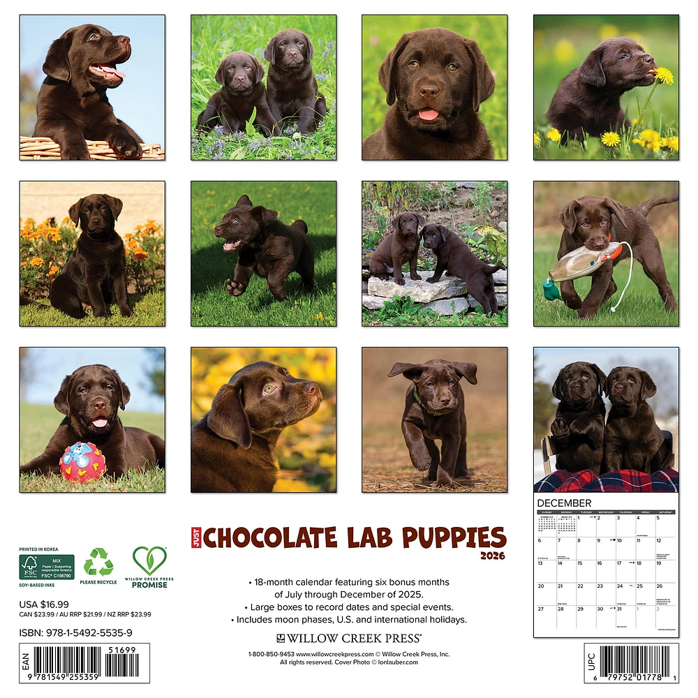 Just Chocolate Lab Puppies 2026 Wall Calendar - Online Exclusive