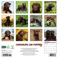Just Chocolate Lab Puppies 2026 Wall Calendar - Online Exclusive