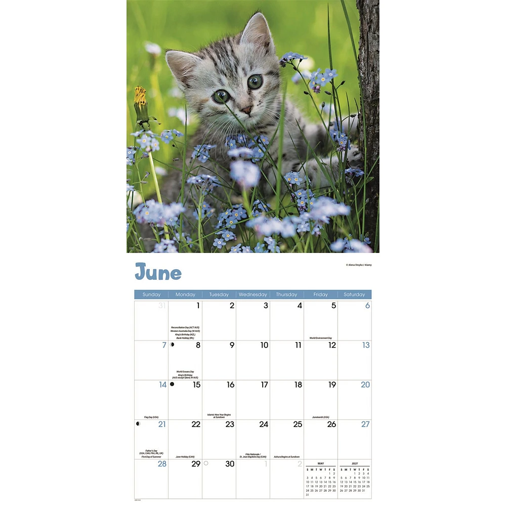 Curious Kittens 2026 Wall Calendar