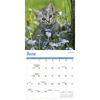 Curious Kittens 2026 Wall Calendar